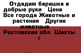 Отдадим барашка в добрые руки › Цена ­ 1 - Все города Животные и растения » Другие животные   . Ростовская обл.,Шахты г.